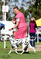Dalmatian Club of NSW Specialty Show 08/04/2023