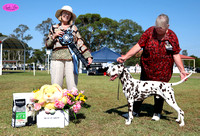 Dalmatian Club of NSW Specialty Show 30/03/2024