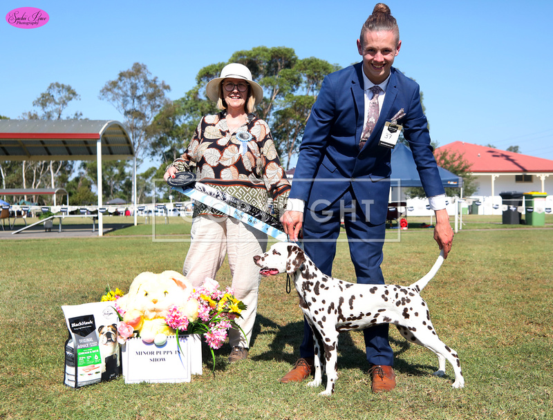 Sachii Peace Photography | Dalmatian Club of NSW Specialty Show 30/03/2024